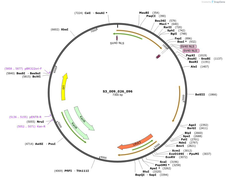 134412-plasmid-map-sequence-id-267011
