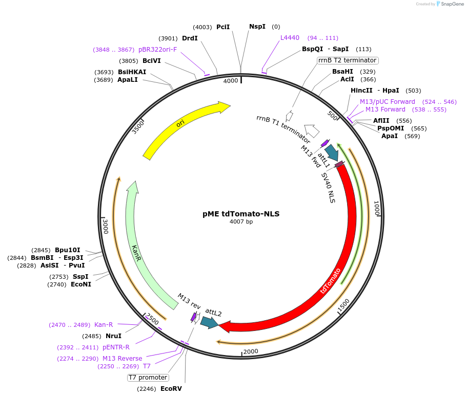 135205-plasmid-map-sequence-id-267013
