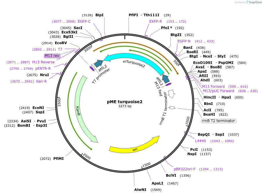 135207-plasmid-map-sequence-id-267015