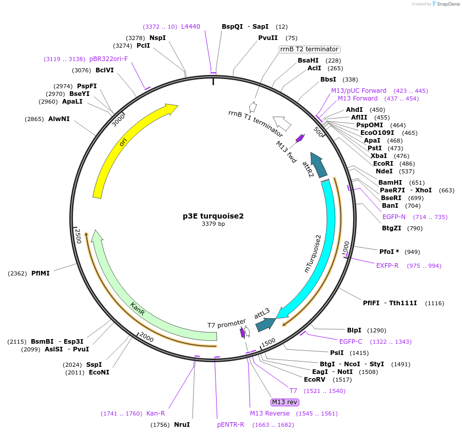135212-plasmid-map-sequence-id-267033