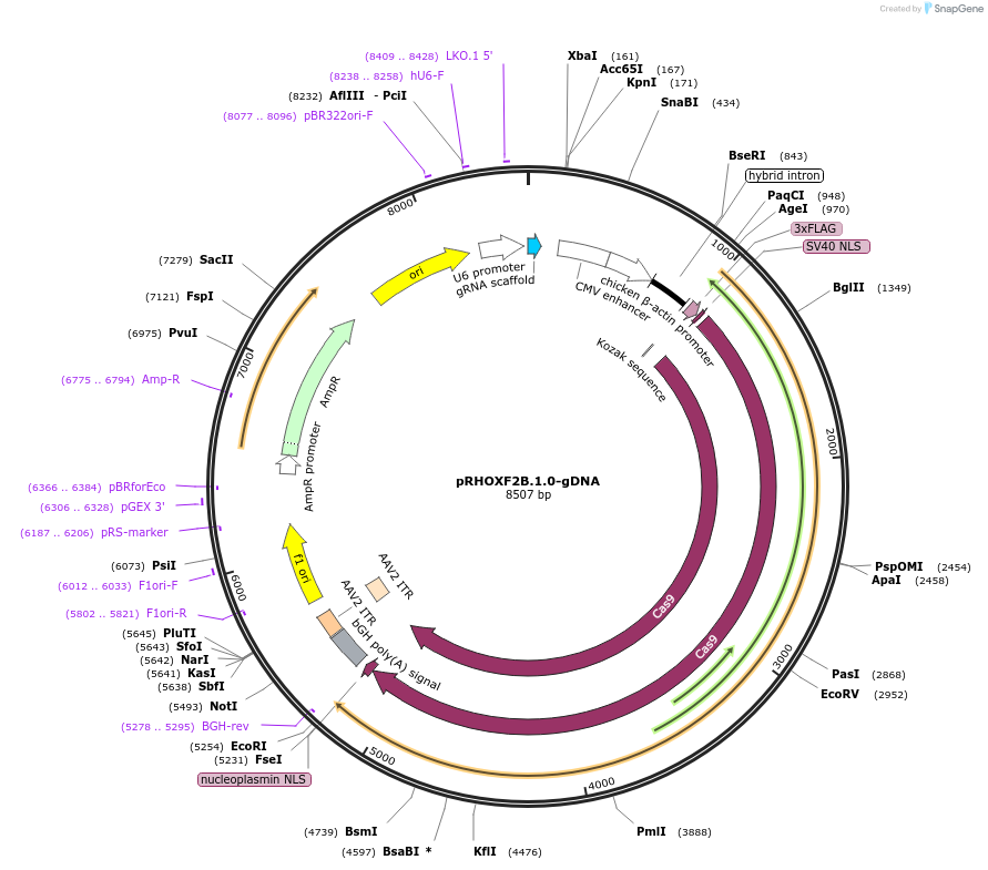 132462-plasmid-map-sequence-id-267036