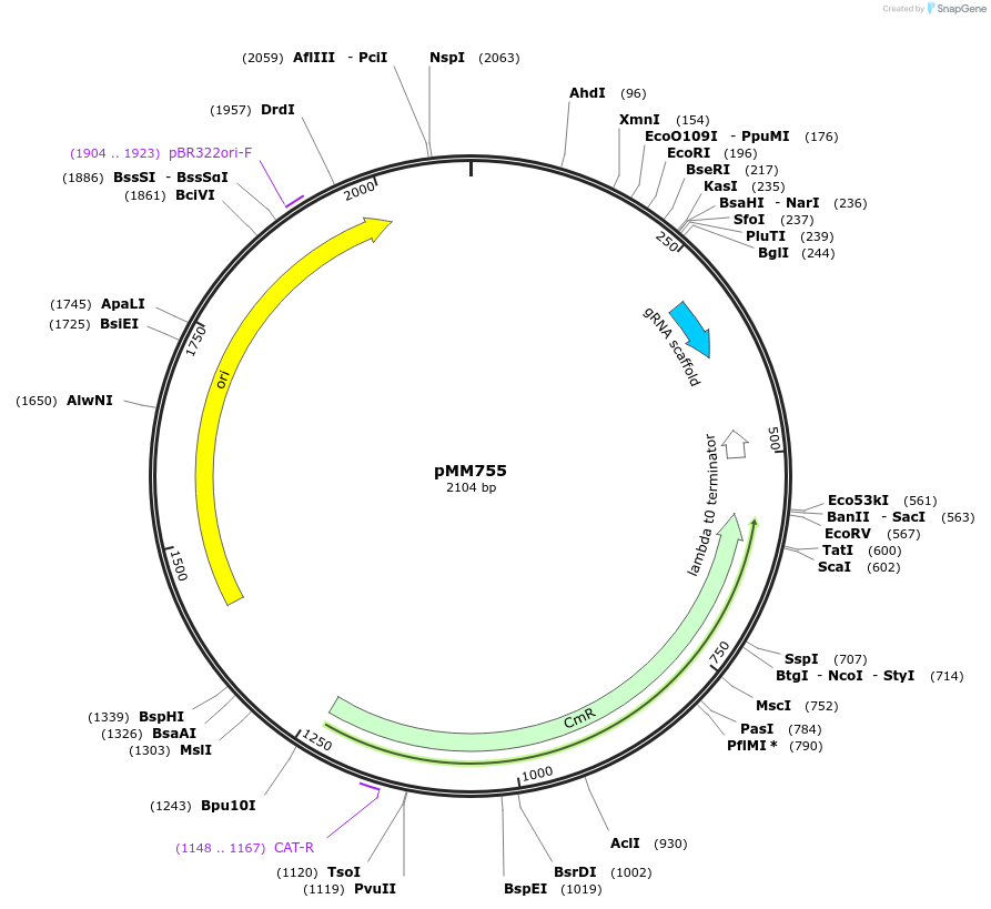 133599-plasmid-map-sequence-id-267038