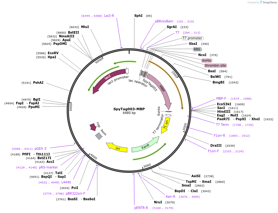 133450-plasmid-map-sequence-id-267039