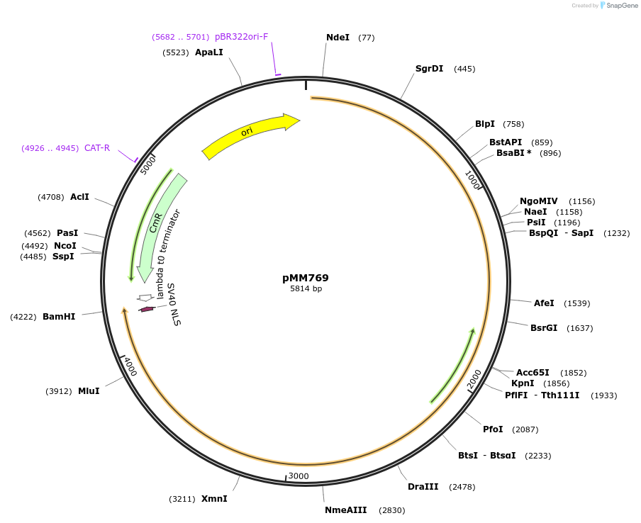 133606-plasmid-map-sequence-id-267040