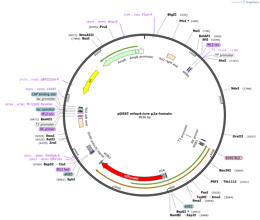 135217-plasmid-map-sequence-id-267043