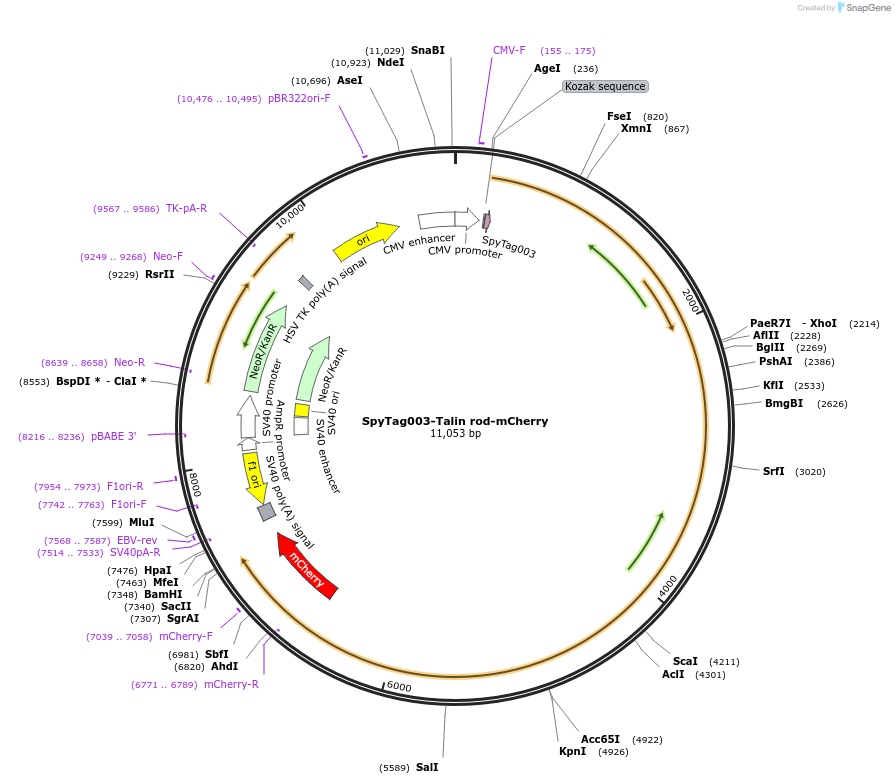 133567-plasmid-map-sequence-id-267046