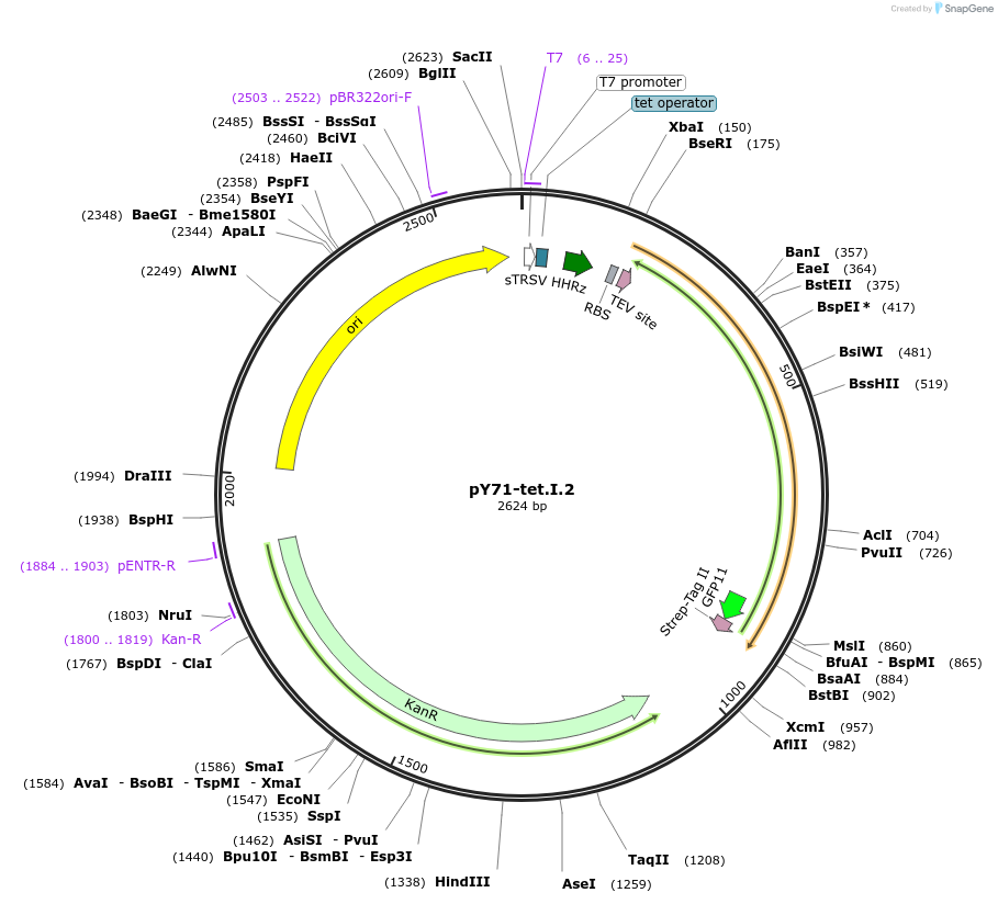 133524-plasmid-map-sequence-id-267088