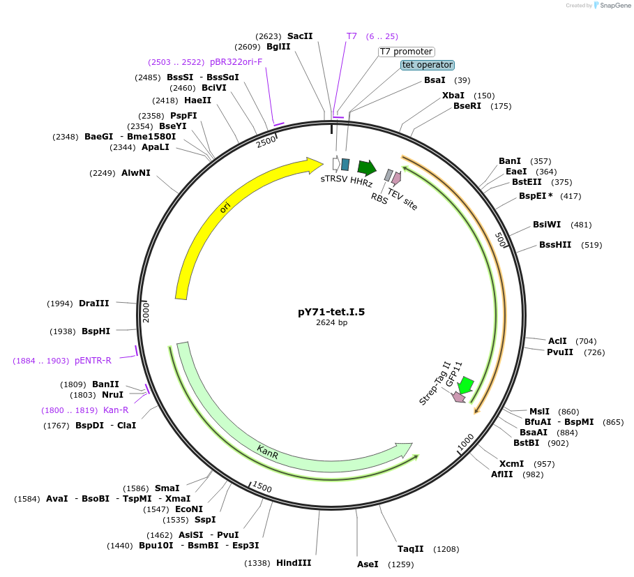 133527-plasmid-map-sequence-id-267090