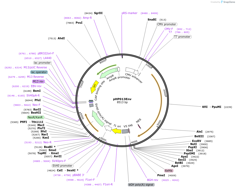 133986-plasmid-map-sequence-id-267093