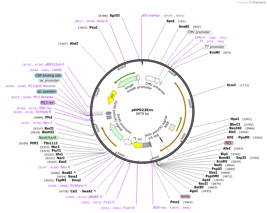 133988-plasmid-map-sequence-id-267094
