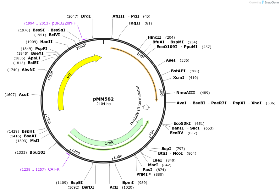 133590-plasmid-map-sequence-id-267121