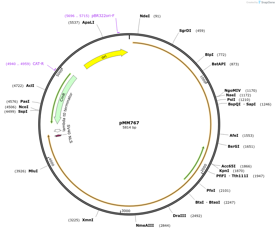 133604-plasmid-map-sequence-id-267122