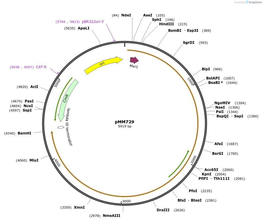 133598-plasmid-map-sequence-id-267124