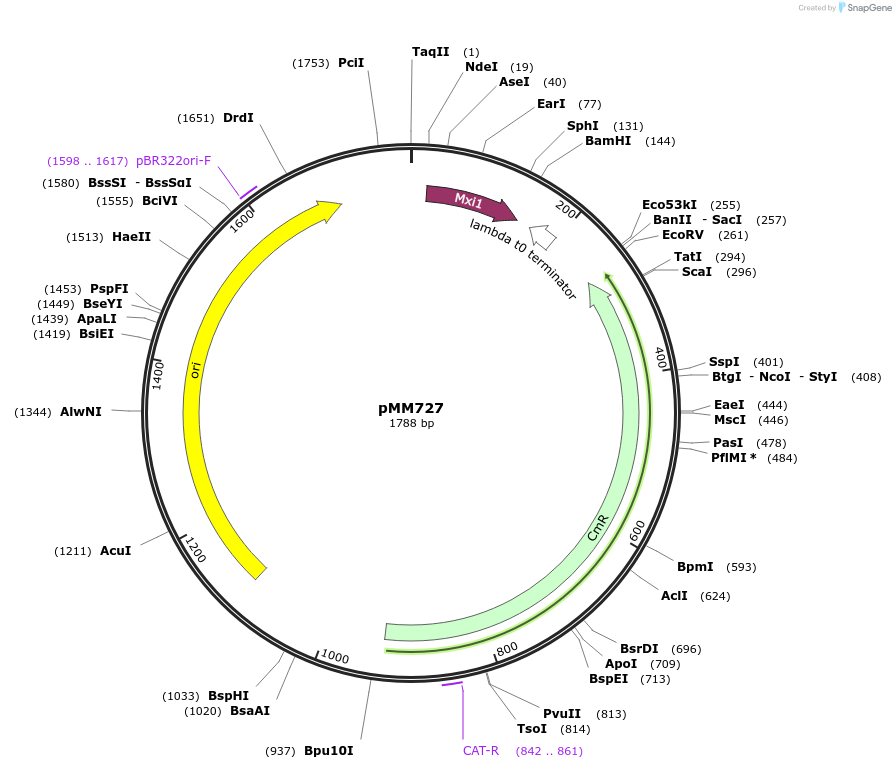 133596-plasmid-map-sequence-id-267128