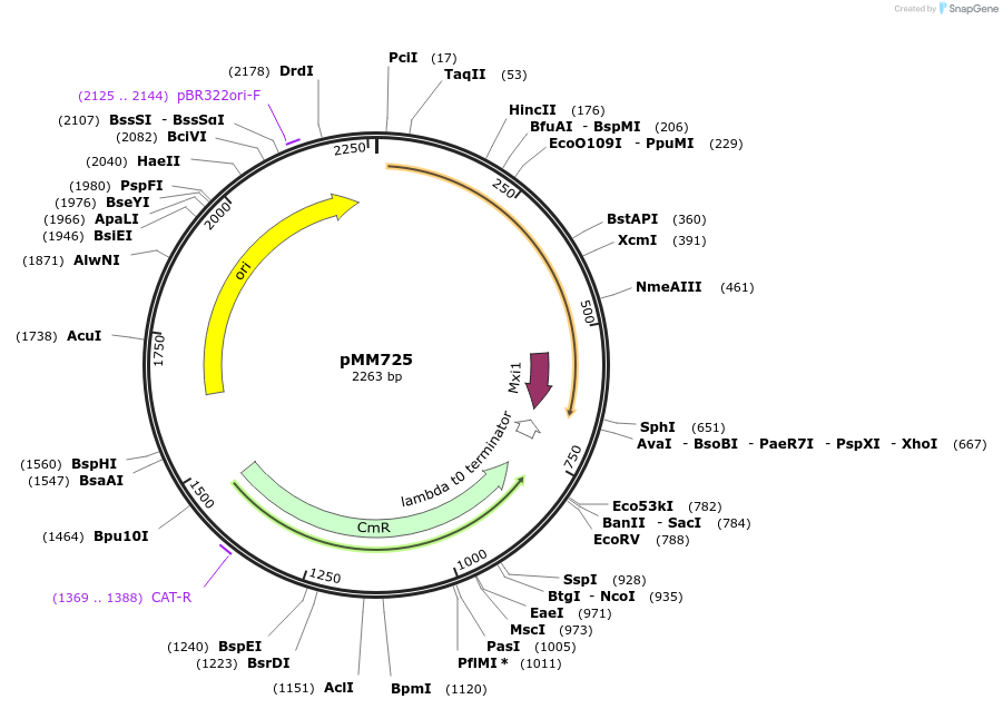 133594-plasmid-map-sequence-id-267129