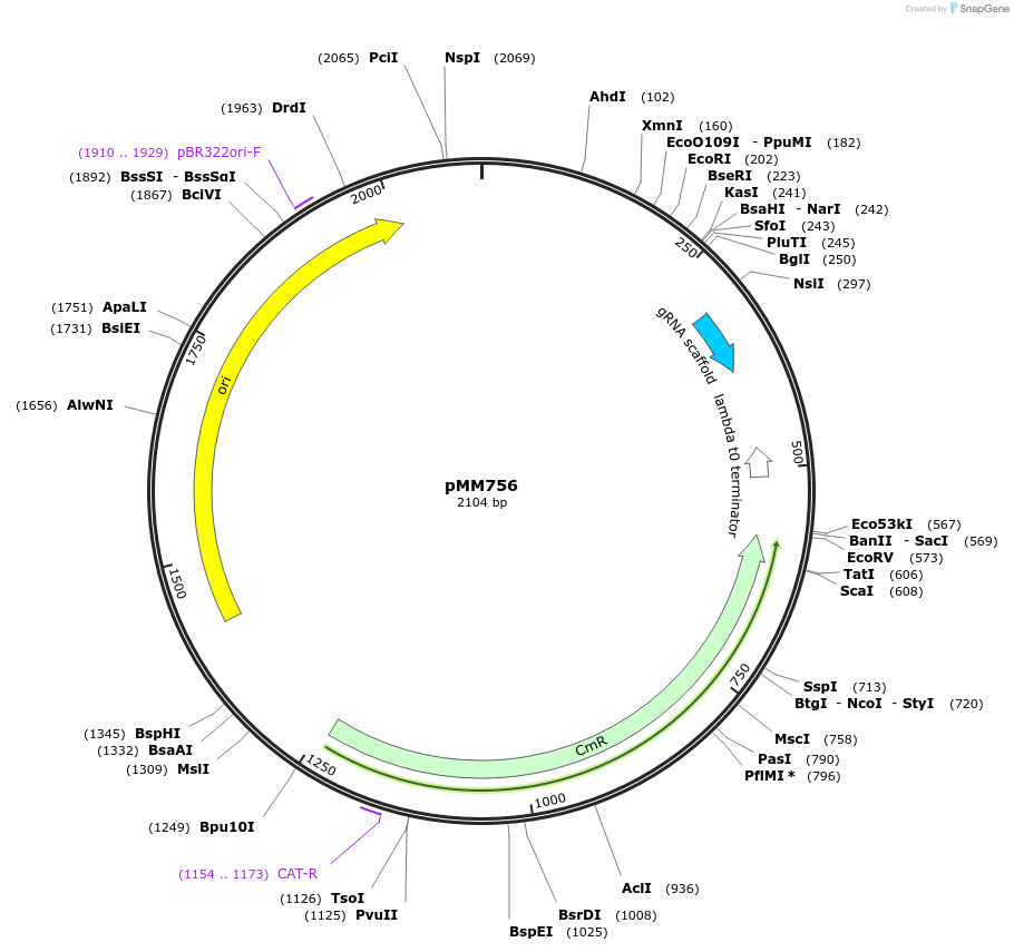 133600-plasmid-map-sequence-id-267131