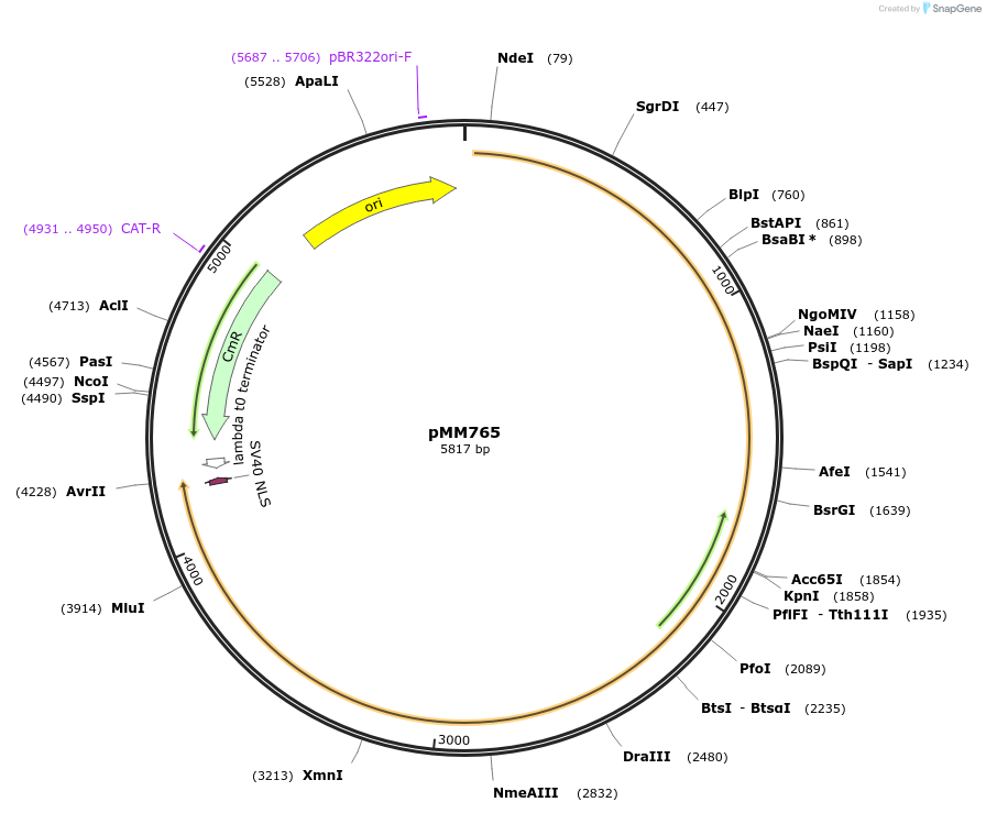 133602-plasmid-map-sequence-id-267132