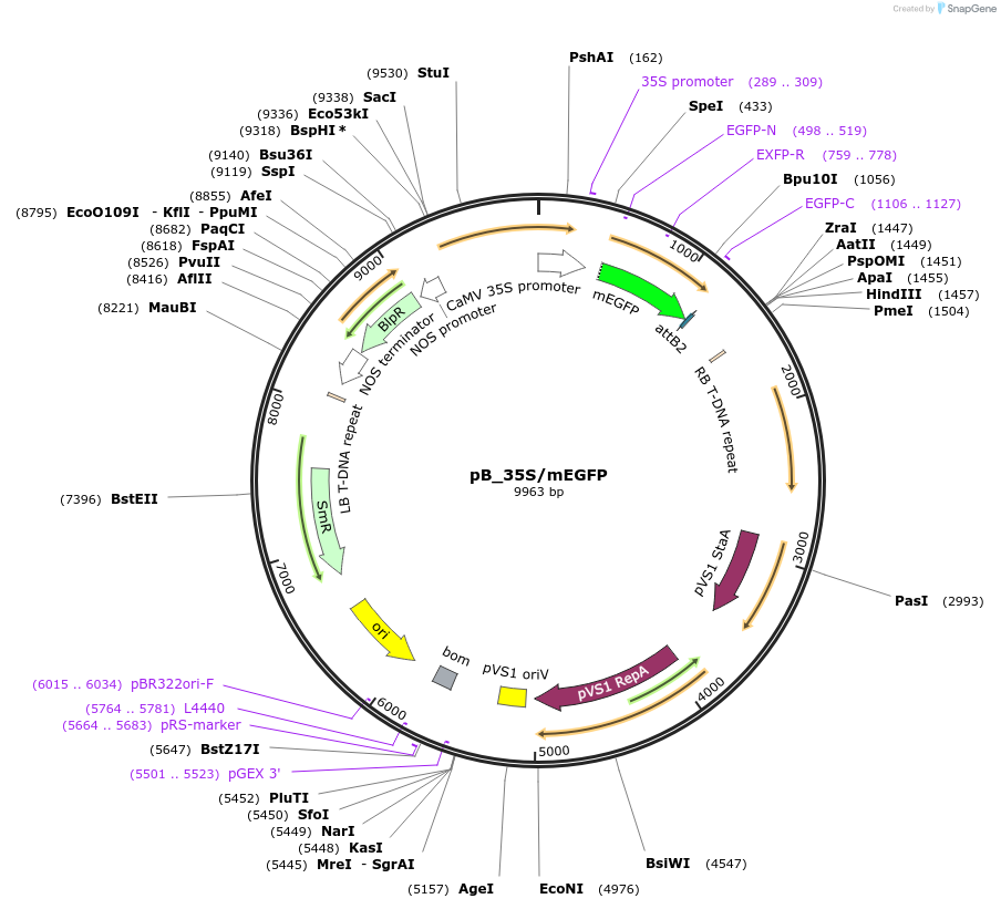 135320-plasmid-map-sequence-id-267144