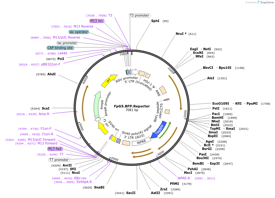 134967-plasmid-map-sequence-id-267147