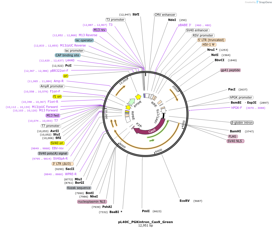 134966-plasmid-map-sequence-id-267148