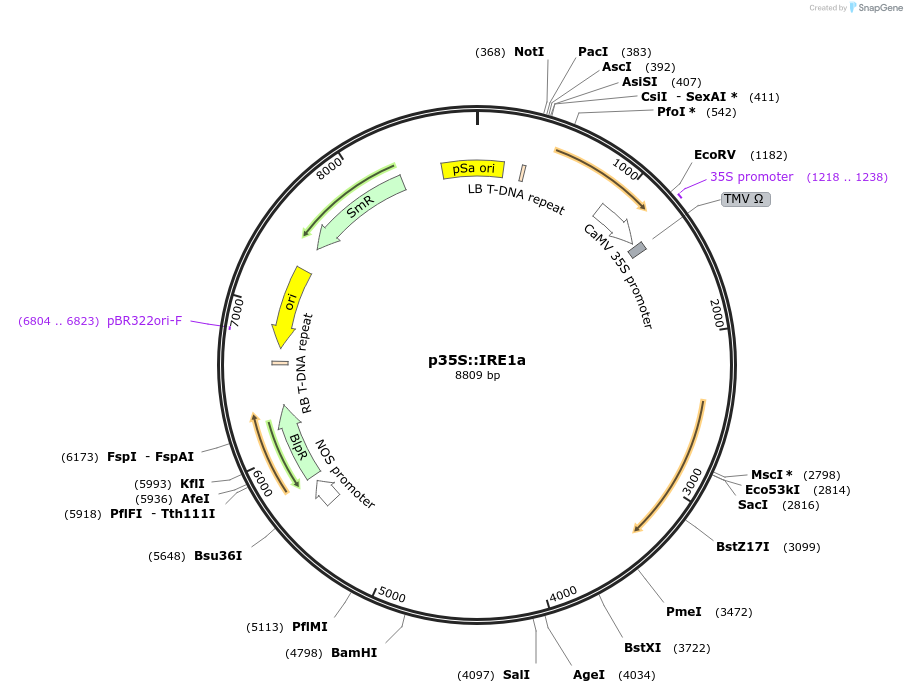 135232-plasmid-map-sequence-id-267196