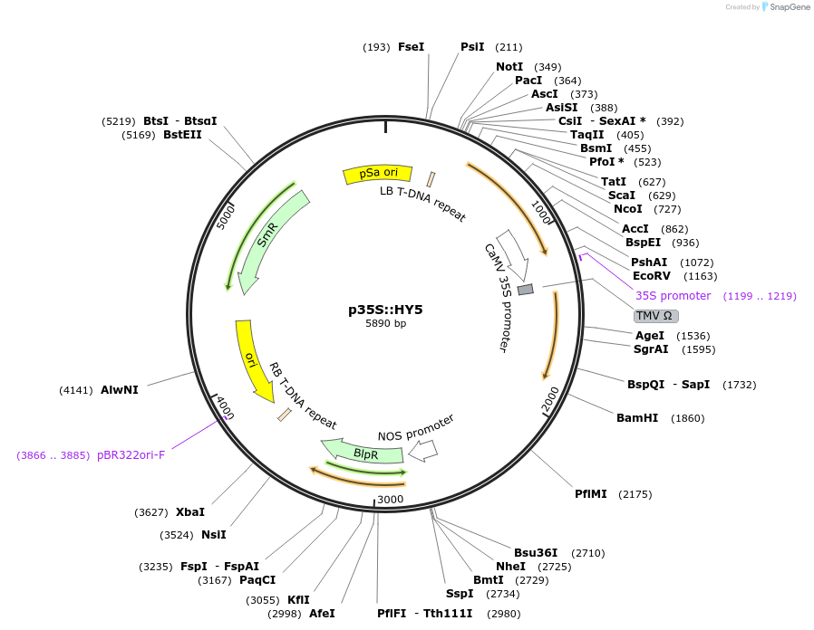 135233-plasmid-map-sequence-id-267197
