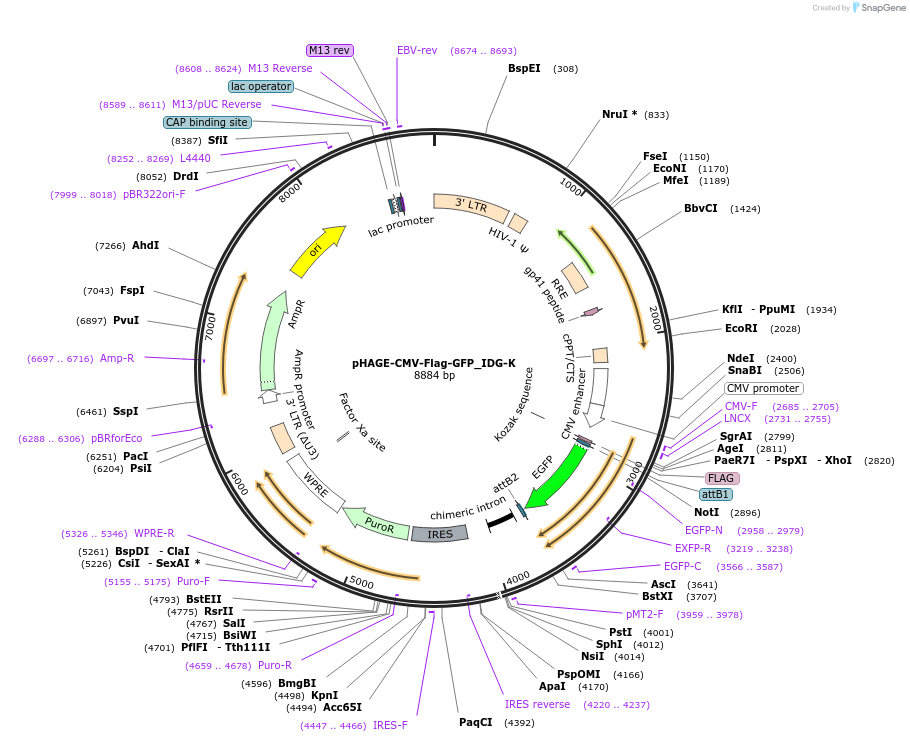 135275-plasmid-map-sequence-id-267207