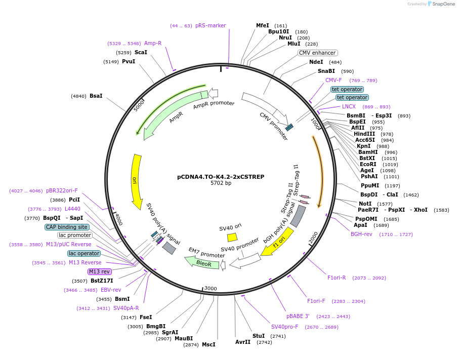 136153-plasmid-map-sequence-id-267214