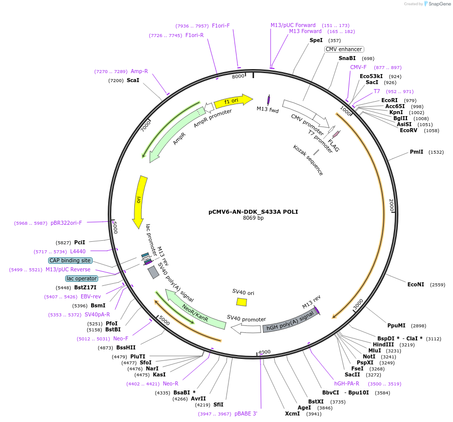 131235-plasmid-map-sequence-id-267281