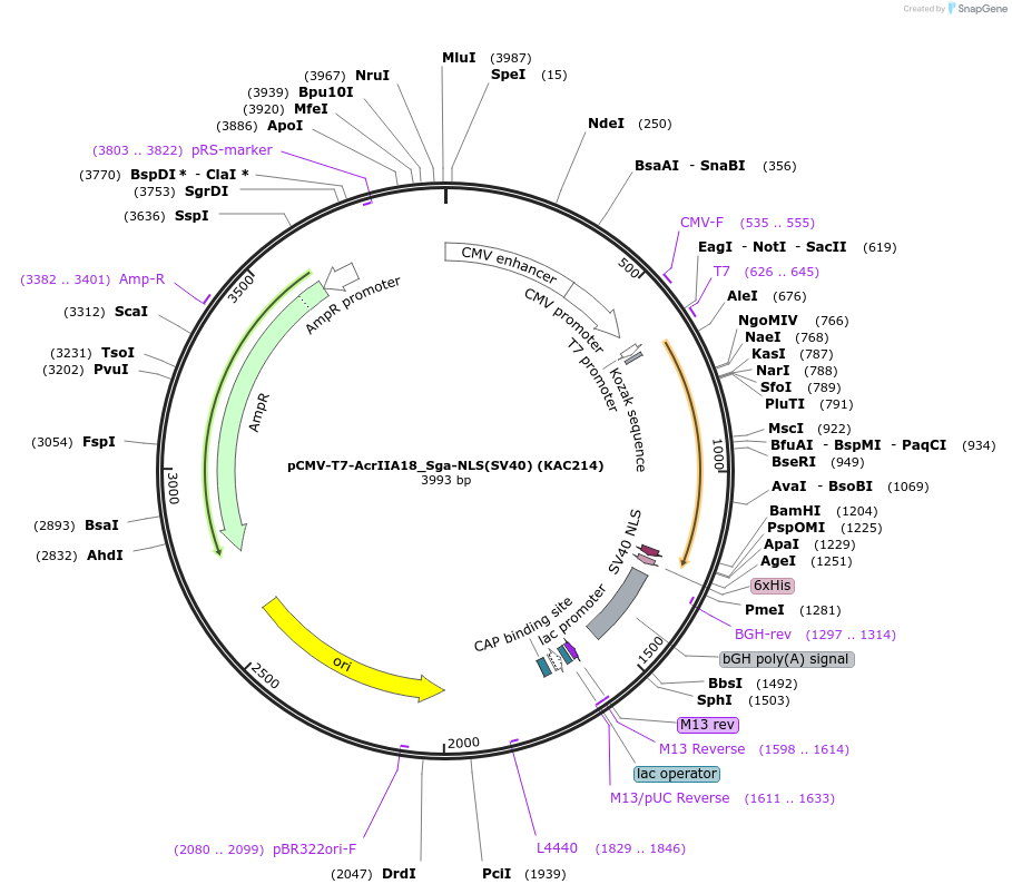 134338-plasmid-map-sequence-id-267367