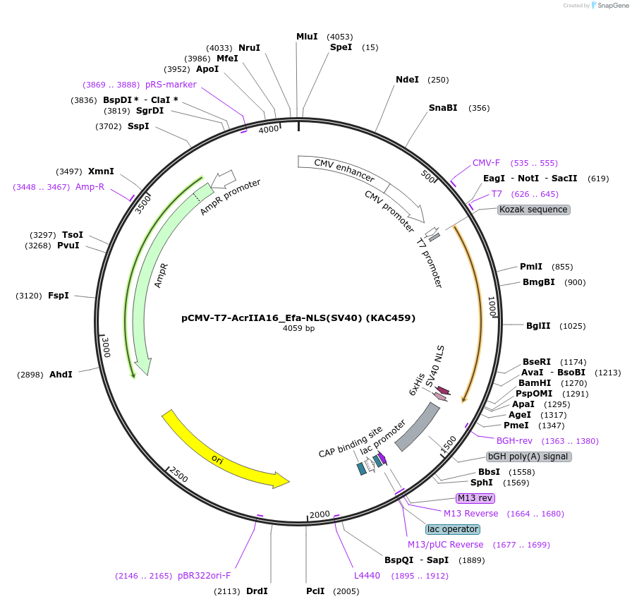 134337-plasmid-map-sequence-id-267369