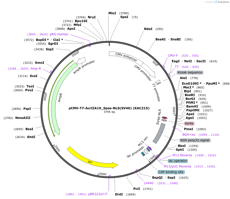 134339-plasmid-map-sequence-id-267370