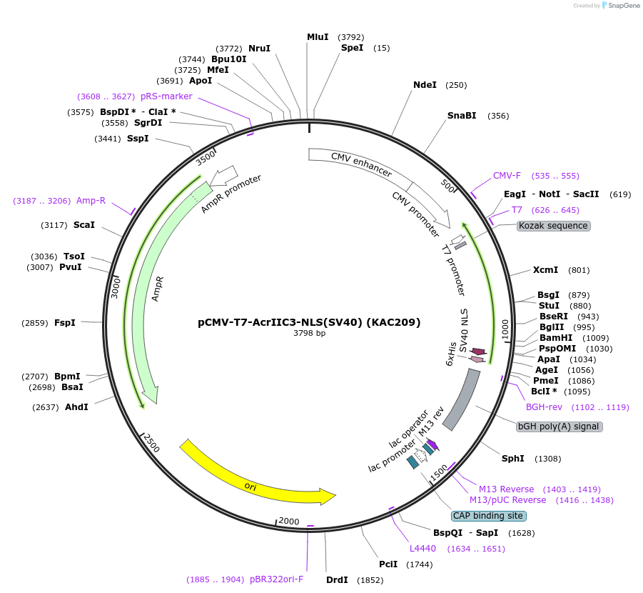 134341-plasmid-map-sequence-id-267372