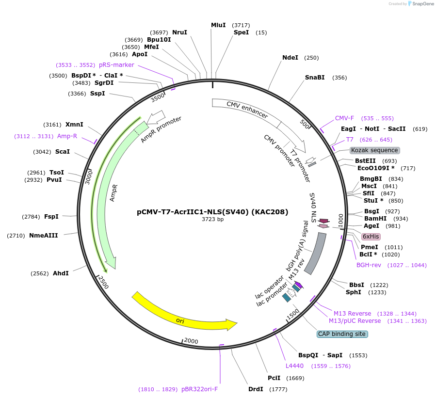 134340-plasmid-map-sequence-id-267374
