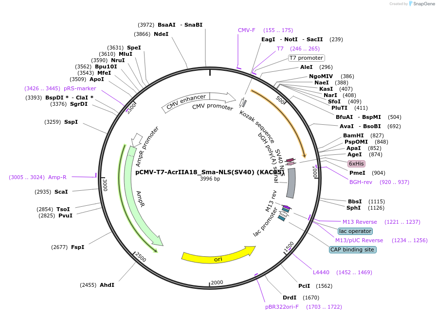 134335-plasmid-map-sequence-id-267378