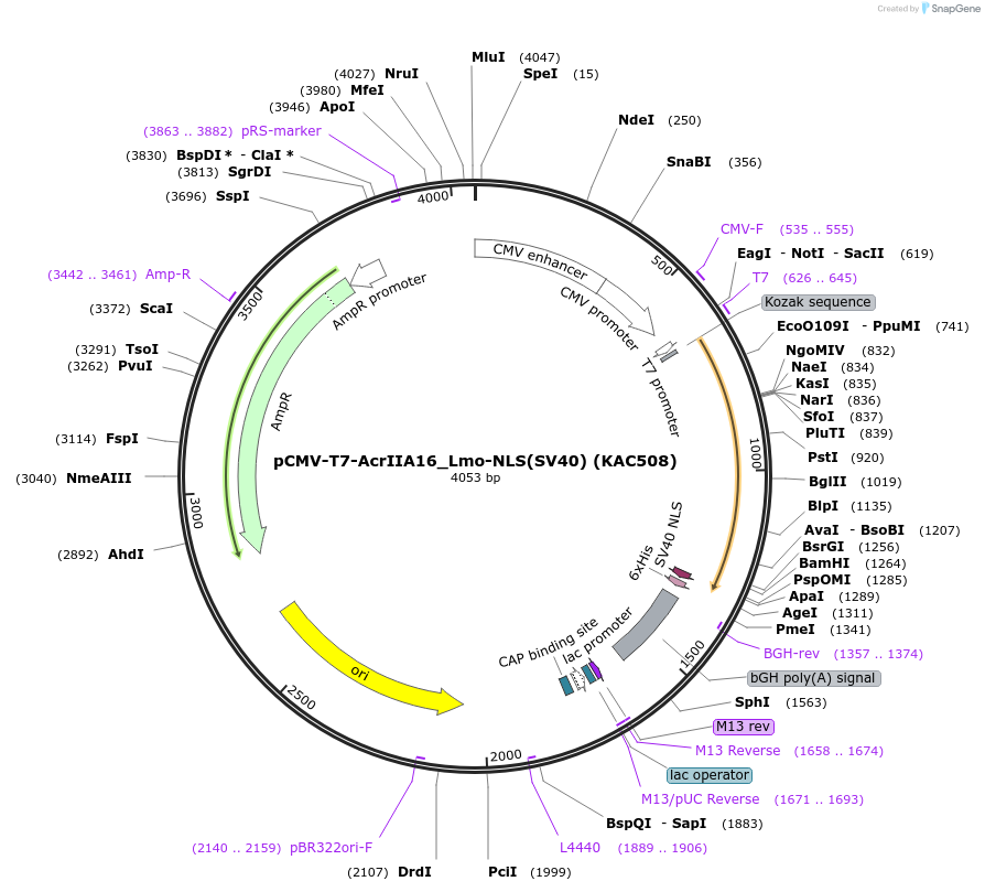 134332-plasmid-map-sequence-id-267379