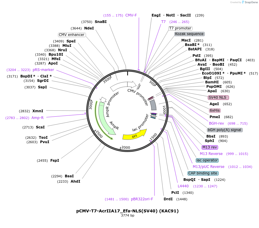 134333-plasmid-map-sequence-id-267380