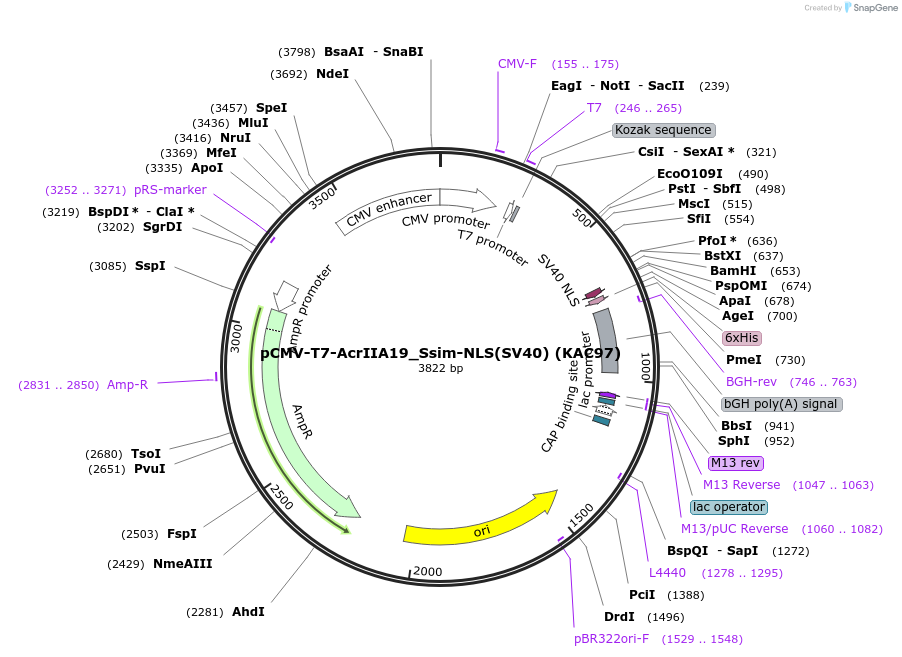 134336-plasmid-map-sequence-id-267382