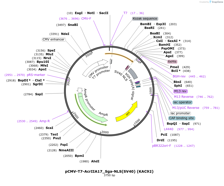 134334-plasmid-map-sequence-id-267384