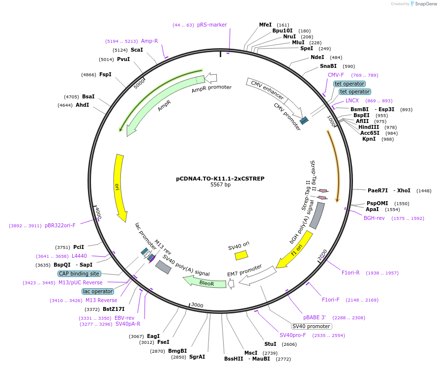 136164-plasmid-map-sequence-id-267387