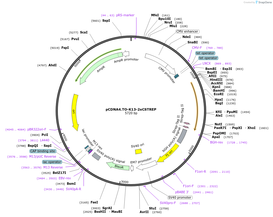 136166-plasmid-map-sequence-id-267389