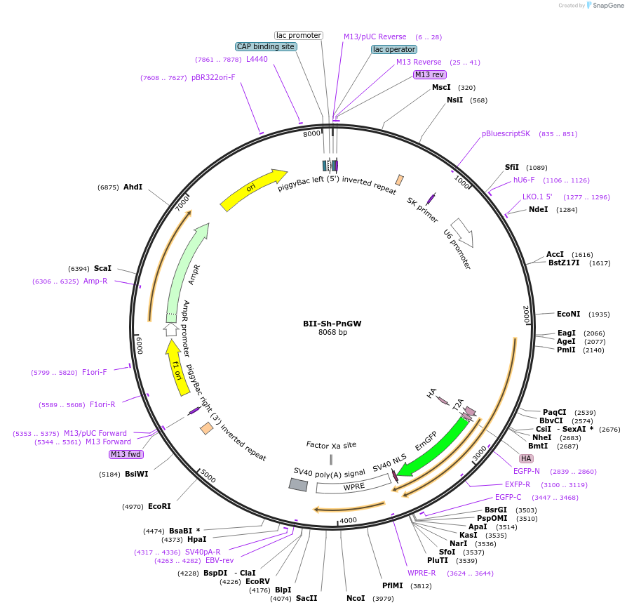 133359-plasmid-map-sequence-id-267394