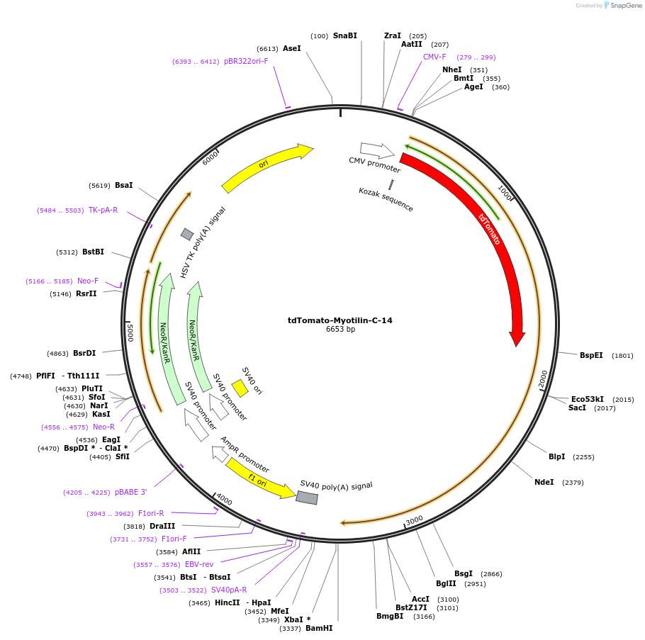 58121-plasmid-map-sequence-id-267406
