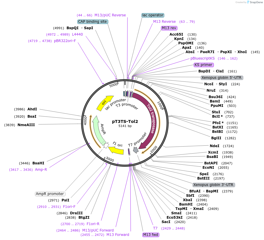 31831-plasmid-map-sequence-id-267412
