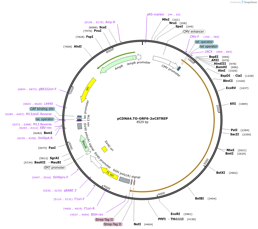 136170-plasmid-map-sequence-id-267417