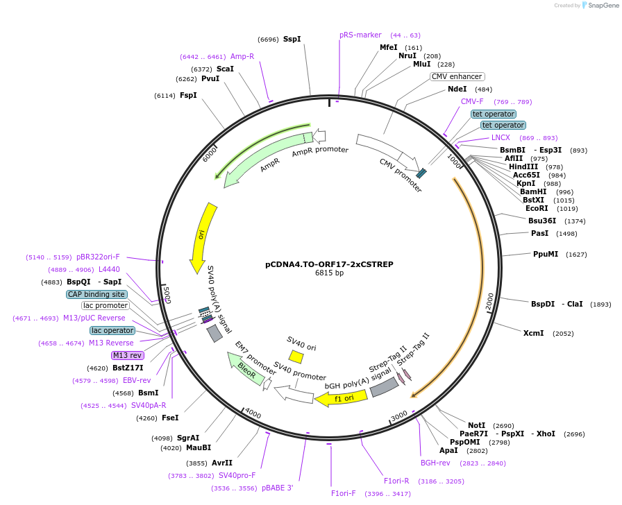 136178-plasmid-map-sequence-id-267429