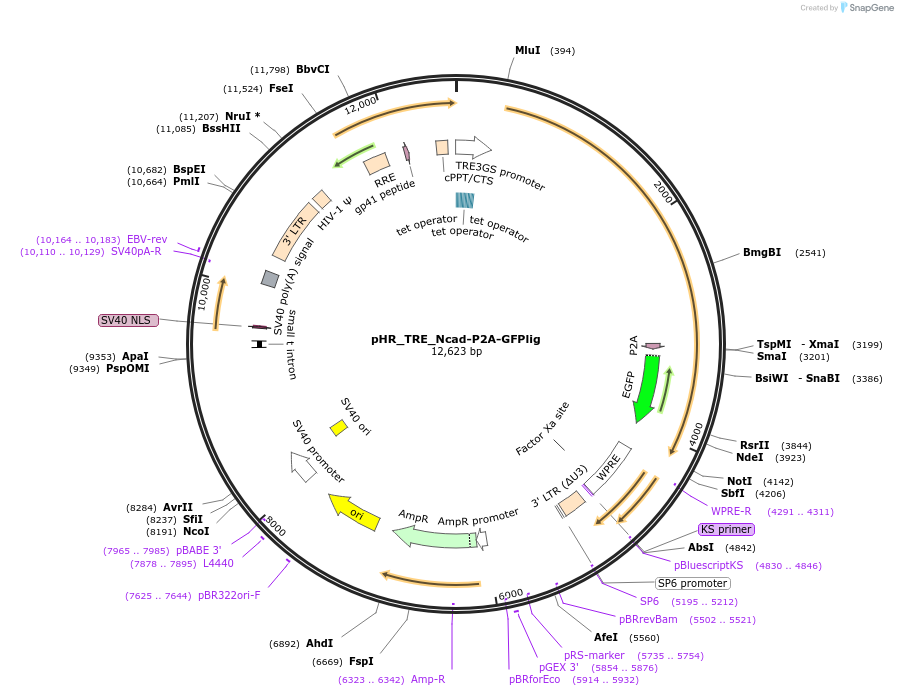 133806-plasmid-map-sequence-id-267433
