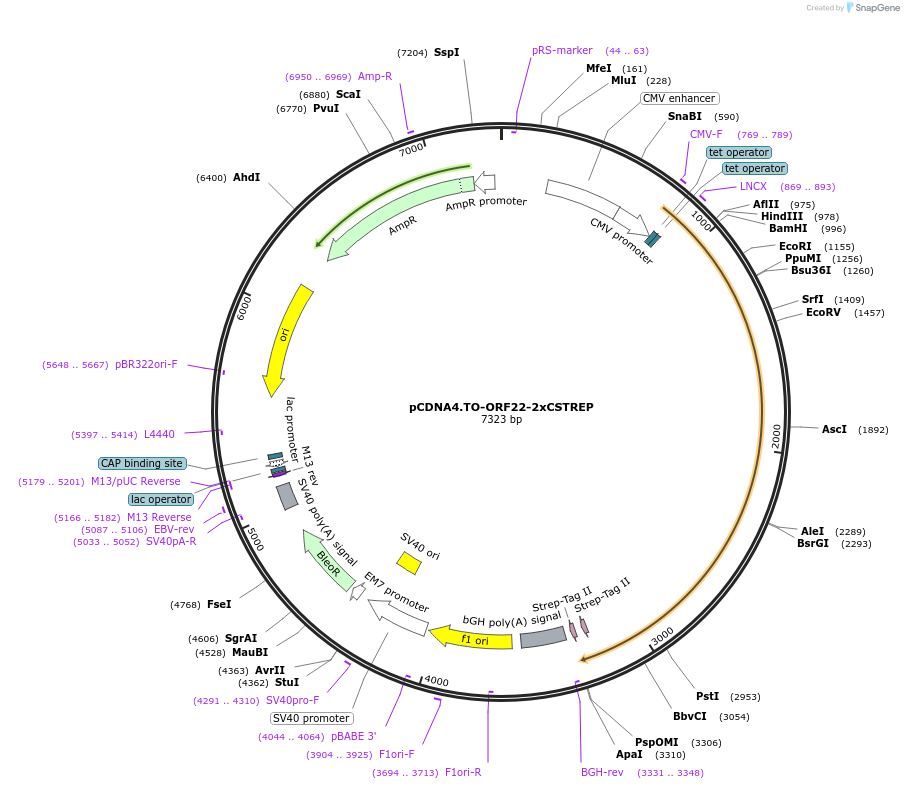 136182-plasmid-map-sequence-id-267436