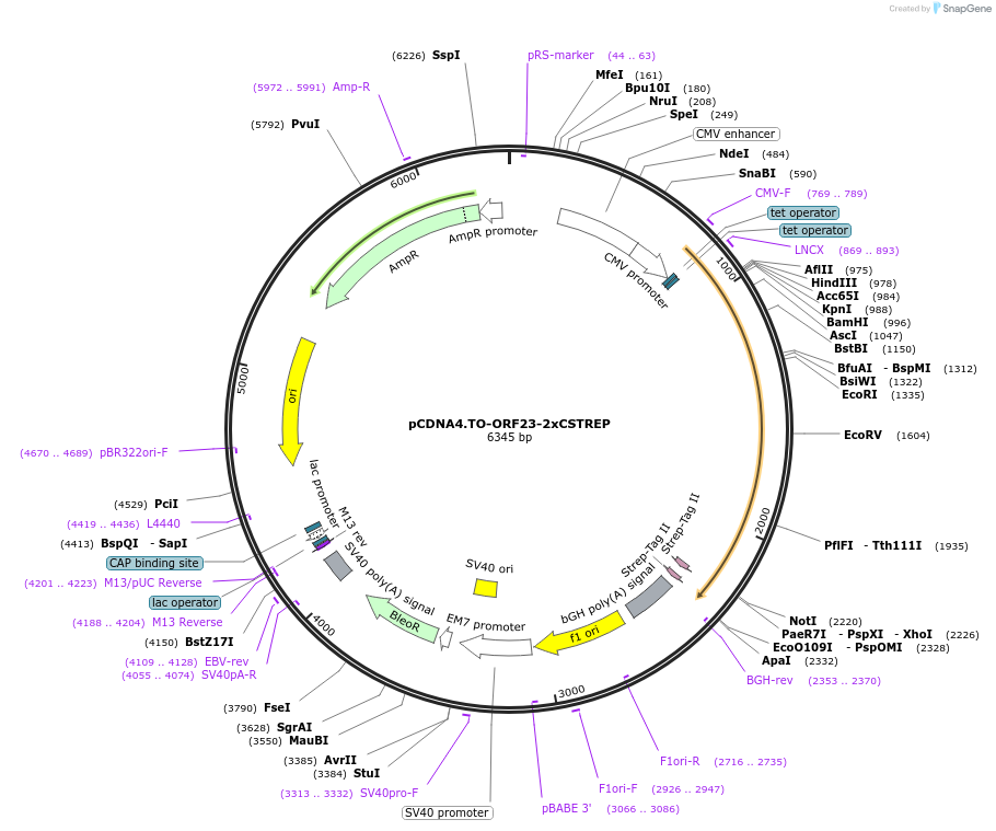 136183-plasmid-map-sequence-id-267438
