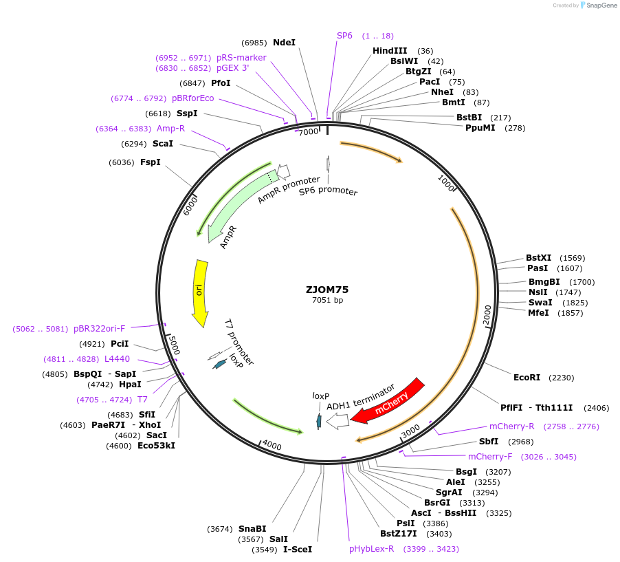 133649-plasmid-map-sequence-id-267445